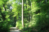 Waldmeister-Buchenwald mit Forstweg