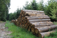 Holzpolter im Wald.