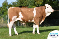 Rind, Besamungsbulle