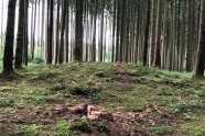 Grabhügel Artikelserie Wald Bearbeitet