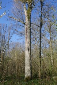 Eichen-Biotopbaum