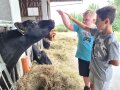 Eine Kuh schaut neugierig zu den Händen von zwei Kindern, die sie streicheln wollen.