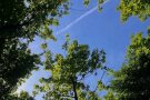 Baumkronen vor blauem Himmel