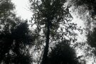 durch Baumkronen ist der Himmel sichtbar