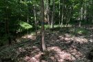 gefällte Bäume liegen im Esskastanien-Jungbestand auf dem Waldboden