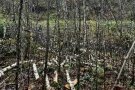 gefällte Bäume liegen im Birken-Ahorn-Jungbestand auf dem Waldboden