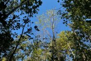 Baumkronen vor blauem Himmel