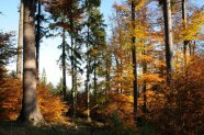 Laubmischbestand mit Bergahorn und Roteiche im Herbst