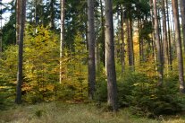 Kiefernwald mit jungen Buchen