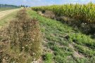 Kiesweg, Wegrand, verblühter Blühstreifen, Mulchstreifen, mit Maisacker