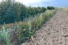 Im Hintergrund eine Hecke, davor ein Schwarzbrachestreifen und Altgrasstreifen