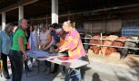 Frauen arbeiten in einem Stall an einem großen Holzpuzzle. Im Hintergrund fressende Kühe.