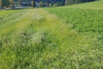 Feld mit unterschiedlich bewachsenen Parzellen