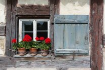 Ein Fenster eines alten Fachwerhauses mit hellblauem, offenen Fensterladen. Auf der äußeren Fensterbank stehen drei Tontöpfe, bepflanzt mit roten Geranien.