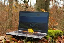 Laptop im Wald auf Baumstumpf
