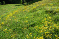 Viehweide mit Jakobskreuzkraut im Ostallgäu