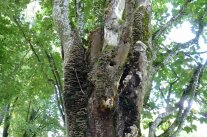 Wertvoller Biotopbaum mit Spechthöhle und Baumpilzen