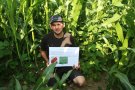 Studierender hat auf seinem Feld Mais und Stangebohnen gemeinsam angebaut und erklärt die Vorteile