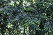 Dunkelgrüne Zweige einer Eibe mit hellgrünen jungen Triebspitzen