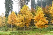 Bäume mit gelb gefärbten Blättern stehen am Waldrand