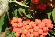 Orangefarbene Beeren hängen in Dolden angeordnet an Zweigen.