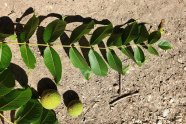 grüne Blätter mit gegenüberstehenden Fiederpärchen und Nüsse in grüner Fruchthülle