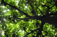 Baumkrone mit dichtem grünen Blätterdach