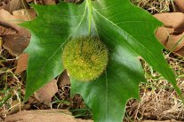 eine grüne, kugelförmige, stachelige Frucht liegt auf einem grünen, mehrgelapptem, spitz zulaufendem Blatt