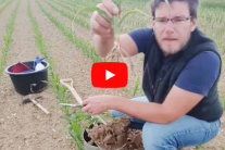 Mann hält Maispflanze in die Kamera - Videoscreenshot