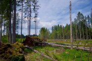 Durch Sturm umgefallene Fichten am Waldrand