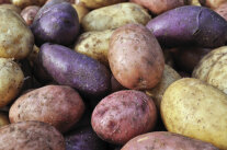 Ansammlung roher, ungeschälter Kartoffeln unterschiedlicher Sorten 