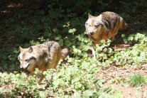 Zwei Wölfe streifen durch den Wald 