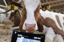 Kuh mit Tablet